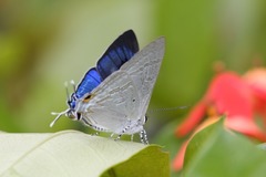 Hypolycaena phorbas