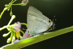 Hypolycaena phorbas