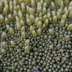 Pycnophyllum tetrastichum