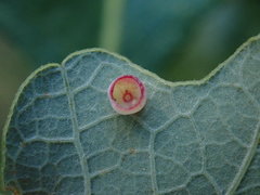 Phylloteras volutellae
