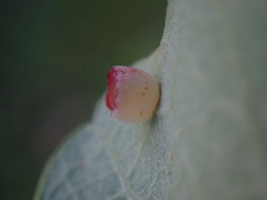 Phylloteras volutellae