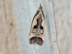 Dichomeris bilobella