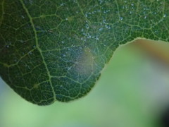 Phylloteras volutellae