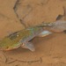 Australian Snakehead Gudgeon - Photo (c) dhfischer, some rights reserved (CC BY-NC), uploaded by dhfischer