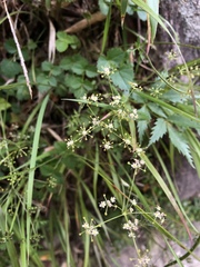 Pimpinella niitakayamensis