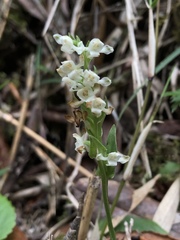 Platanthera brevicalcarata
