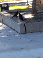 Corvus brachyrhynchos