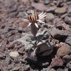 Urmenetea atacamensis
