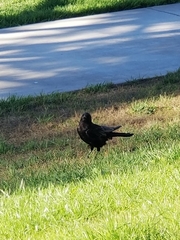 Corvus brachyrhynchos
