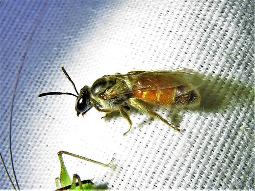 Nocturnal Sweat Bees photo 5