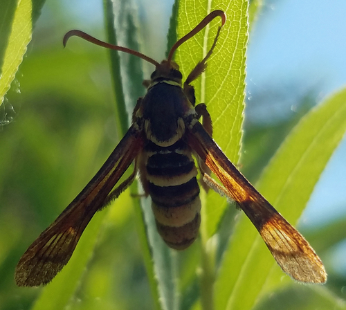 Western Poplar Clearwing Moth photo 5