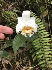 Sobralia virginalis