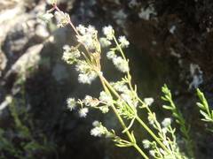 Galium fendleri
