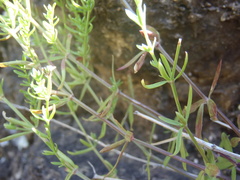 Galium fendleri