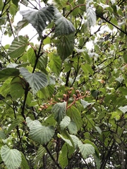 Viburnum betulifolium