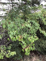 Viburnum betulifolium