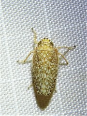 Texananus areolatus