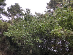Viburnum betulifolium