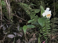 Sobralia virginalis