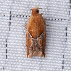 Ancylis comptana
