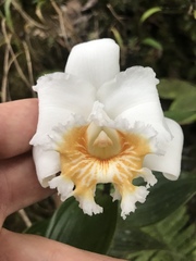 Sobralia virginalis