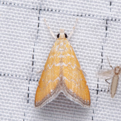 Xanthophysa psychicalis