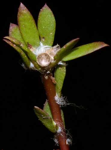 Portulaca amilis
