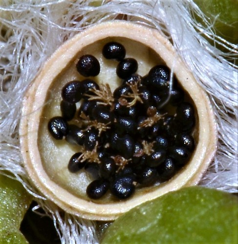 Portulaca amilis