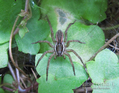Diapontia uruguayensis