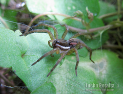 Diapontia uruguayensis