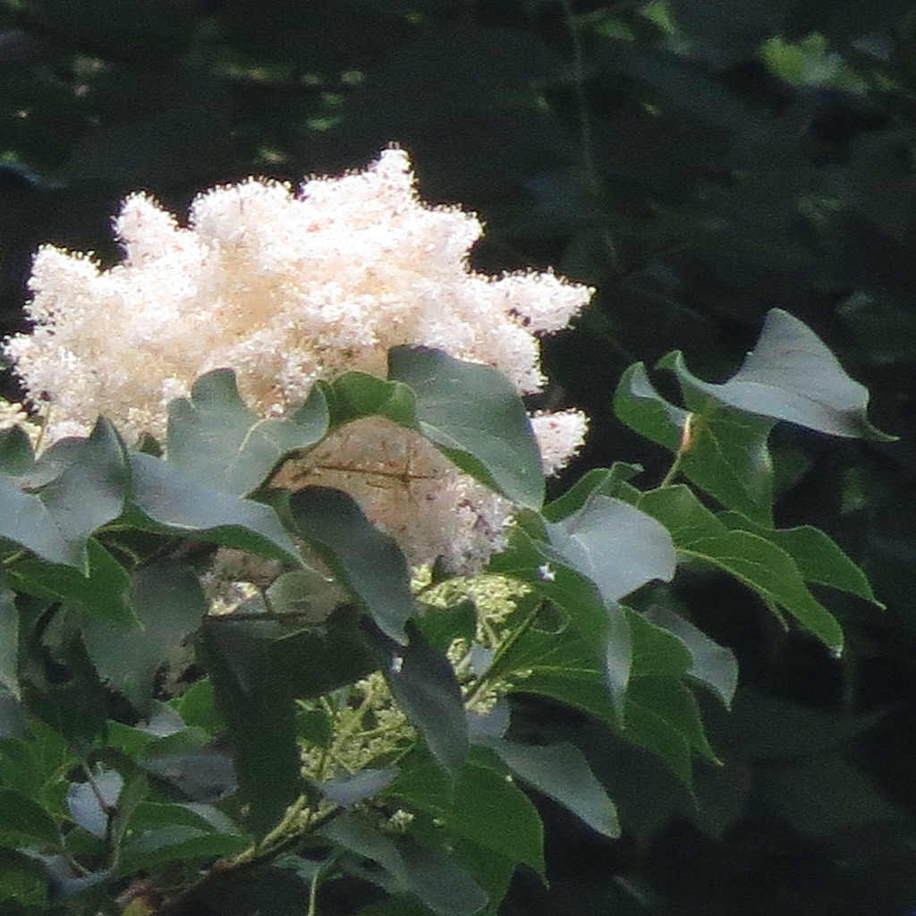 Syringa reticulata — an easy houseplant, prefers full sun light