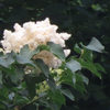 Japanese Tree Lilac - Photo (c) cgbb2004, some rights reserved (CC BY-NC), uploaded by cgbb2004