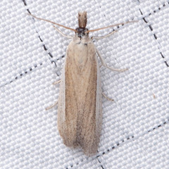 Tampa dimediatella