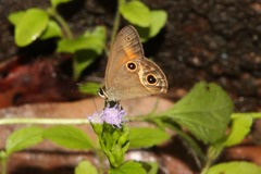 Hypocysta irius