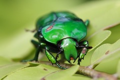 Ischiopsopha wallacei