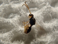 Synergini