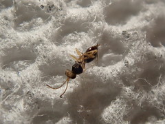 Synergini