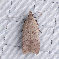 Dichomeris ventrellus