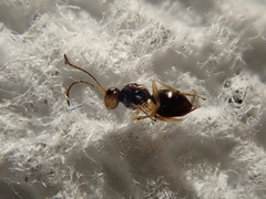 Synergini