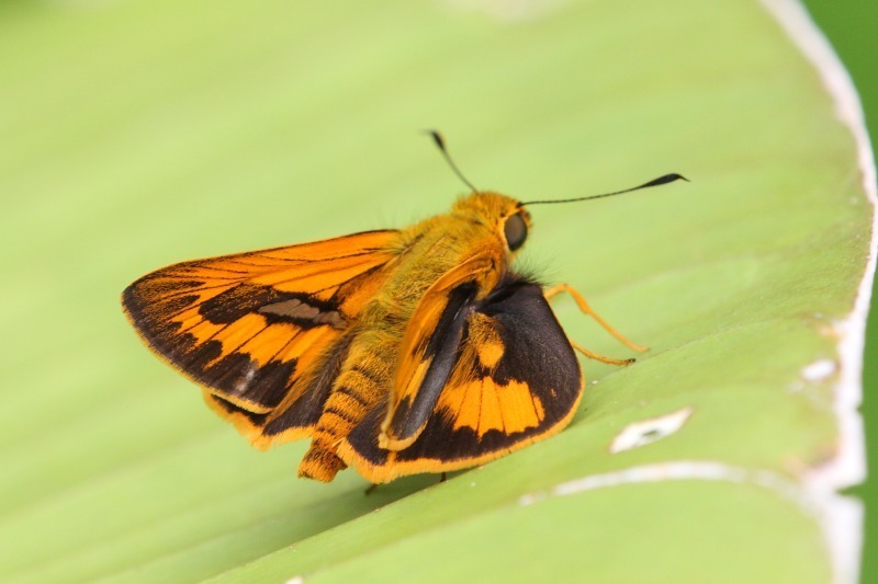 Bright-orange Darter