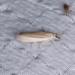 Tampa dimediatella