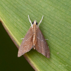 Glaphyria peremptalis