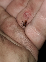 Castianeira alteranda