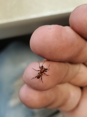 Castianeira alteranda