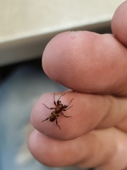 Castianeira alteranda