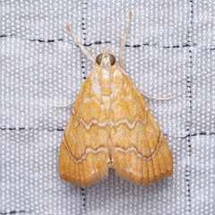 Xanthophysa psychicalis