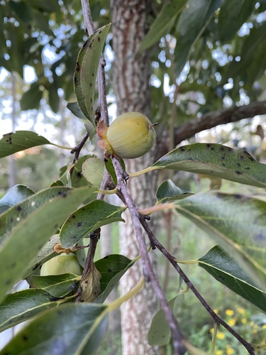 Diospyros virginiana image
