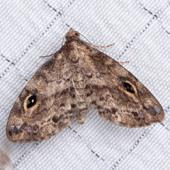 Melanomma auricinctaria