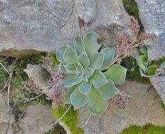 Dudleya cymosa pumila