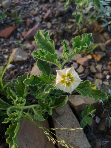 Chamaesaracha crenata